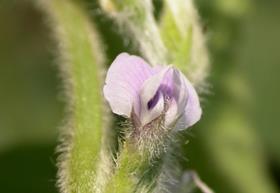 Soybean20Bloom00.jpg